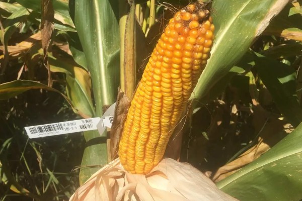 农华98玉米种的简介，高抗瘤黑粉病