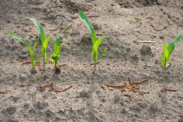 农华98玉米种的简介，高抗瘤黑粉病