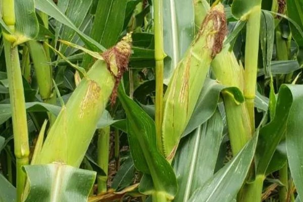 农华98玉米种的简介，高抗瘤黑粉病
