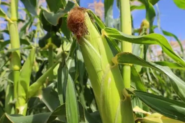 农华98玉米种的简介，高抗瘤黑粉病