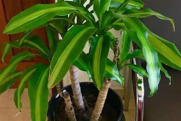 巴西木叶子发黄怎么处理，及时遮蔽强光的直射暴晒