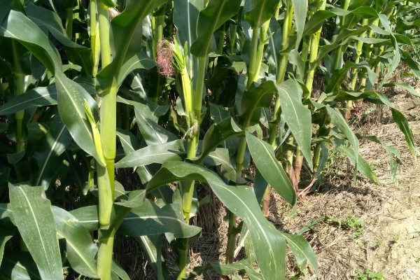 农华98玉米种的简介，高抗瘤黑粉病