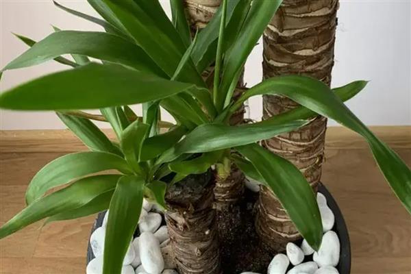 巴西木叶子发黄怎么处理，及时遮蔽强光的直射暴晒