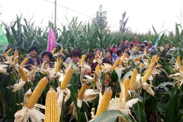 农华98玉米种的简介，高抗瘤黑粉病