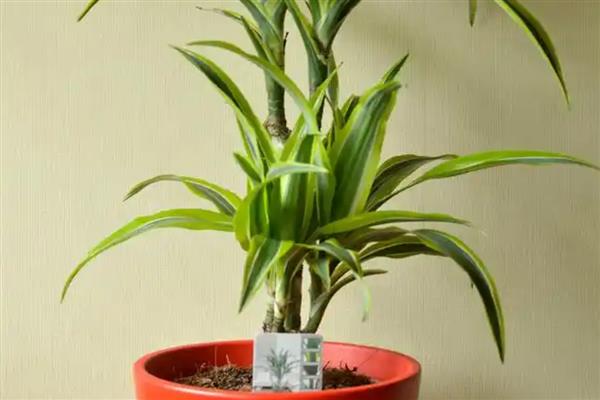 巴西木叶子发黄怎么处理，及时遮蔽强光的直射暴晒