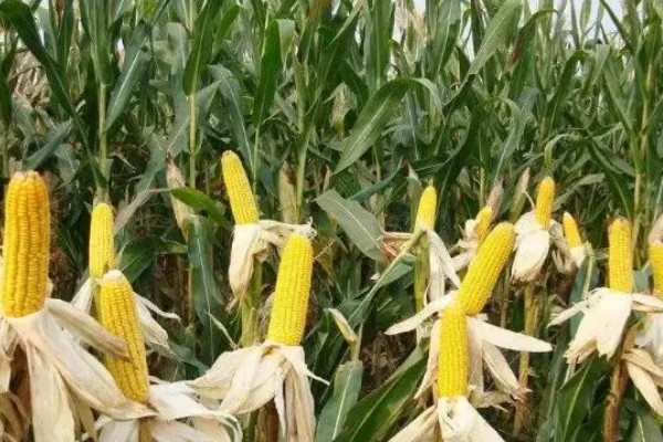 农华98玉米种的简介，高抗瘤黑粉病