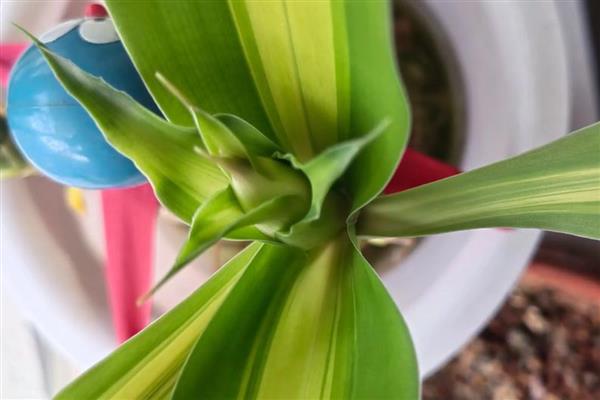 巴西木叶子发黄怎么处理，及时遮蔽强光的直射暴晒