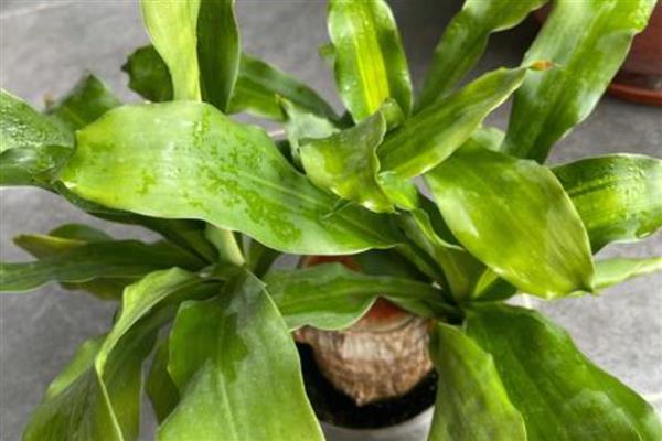 巴西木叶子发黄怎么处理，及时遮蔽强光的直射暴晒