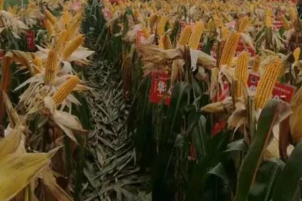 农华98玉米种的简介，高抗瘤黑粉病