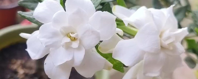 栀子花夏季不开花怎么处理，需要管控好水肥