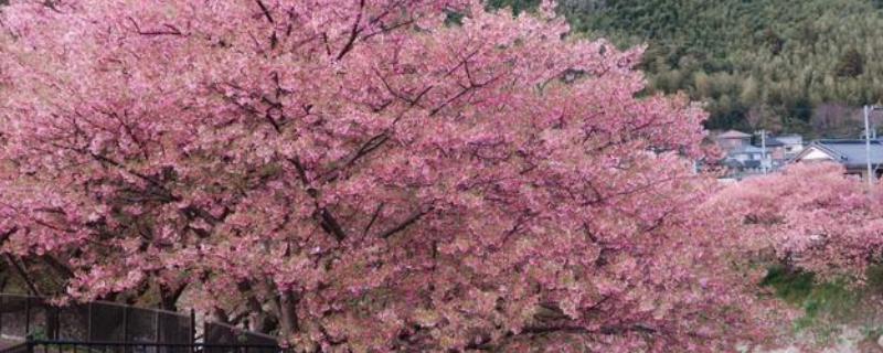 河津樱的嫁接方法，把接穗插入砧木中并用塑料袋绑实