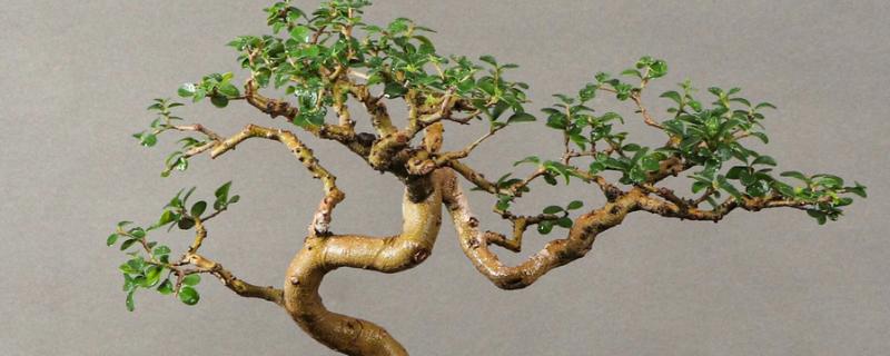 如何养殖香兰，生长盛期需浇足水