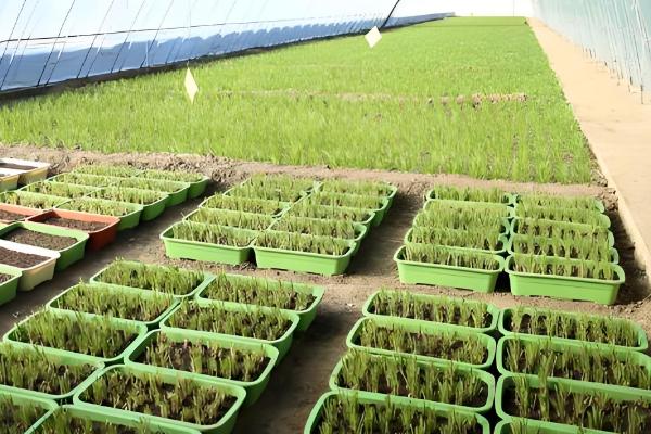 秋季韭菜怎么育苗,大田播种可以采用撒播或者田间