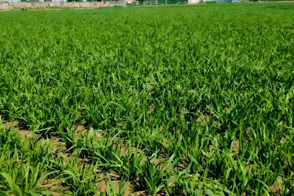 秋季韭菜怎么育苗,大田播种可以采用撒播或者田间