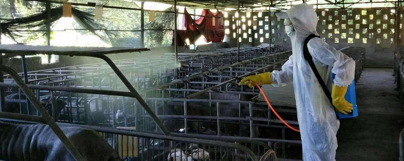 非瘟后猪场还能不能用，不能立即再用