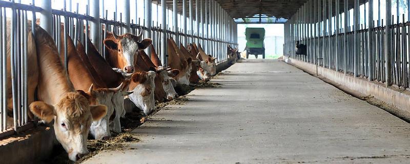 牛是否怕冷，生活适温为15-25℃