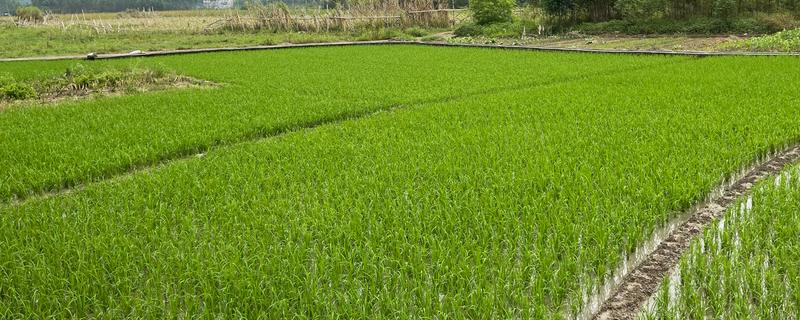 水稻夏季的田间管理方法，穗肥的追施很重要