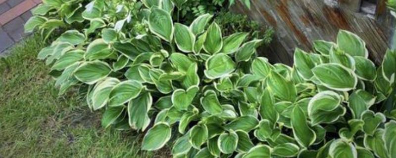 花叶玉簪花怎么养殖，平时要提供全天的散射光