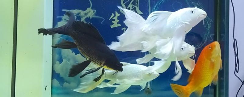 锦鲤的颜色如何形成，生长期间会自然变色