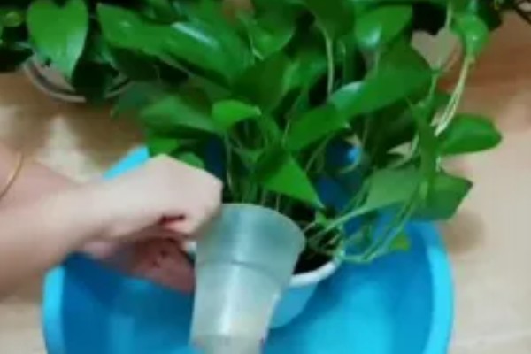 绿萝怎么浇水，秋季每隔4-5天浇一次