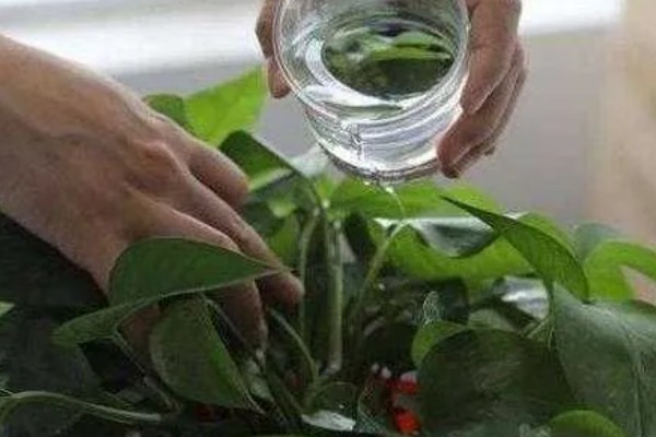 绿萝怎么浇水，秋季每隔4-5天浇一次