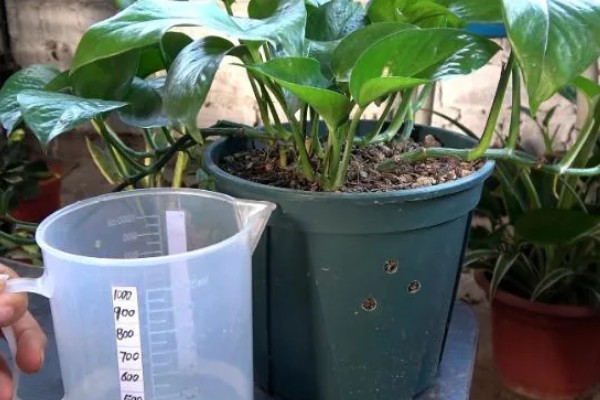 绿萝怎么浇水，秋季每隔4-5天浇一次