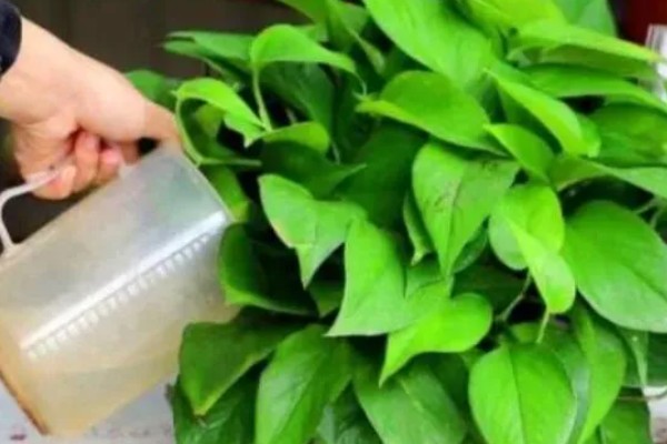 绿萝怎么浇水，秋季每隔4-5天浇一次