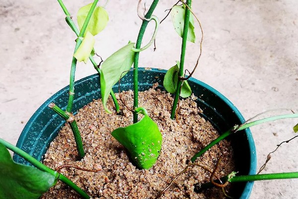 绿萝怎么浇水，秋季每隔4-5天浇一次