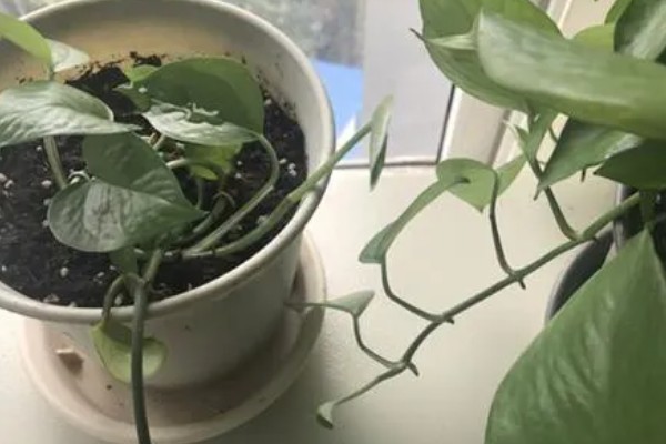 绿萝怎么浇水，秋季每隔4-5天浇一次