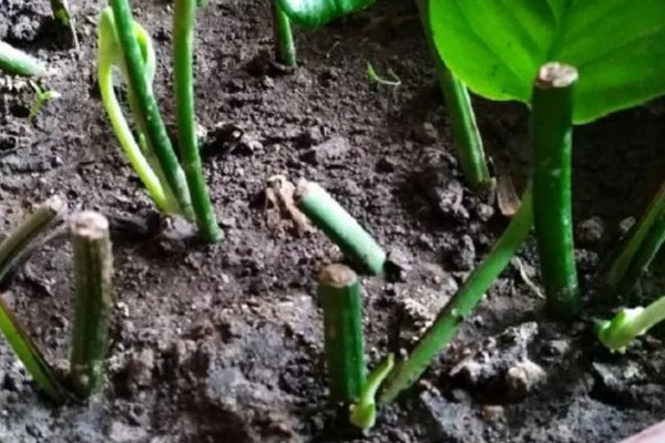 绿萝怎么浇水，秋季每隔4-5天浇一次