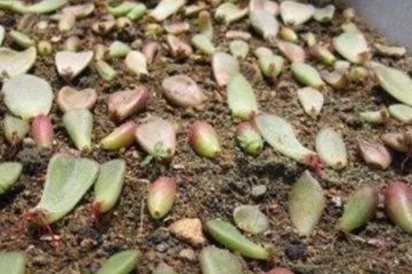 翡翠景天多肉如何繁殖,可扦插也可以枝插繁殖