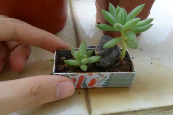 翡翠景天多肉如何繁殖,可扦插也可以枝插繁殖