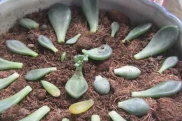 翡翠景天多肉如何繁殖,可扦插也可以枝插繁殖