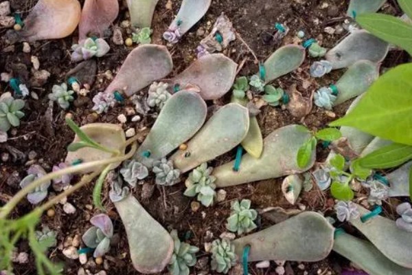 翡翠景天多肉如何繁殖,可扦插也可以枝插繁殖