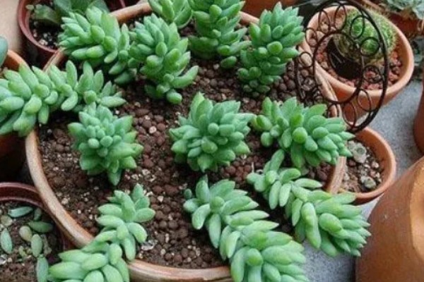 翡翠景天多肉如何繁殖,可扦插也可以枝插繁殖