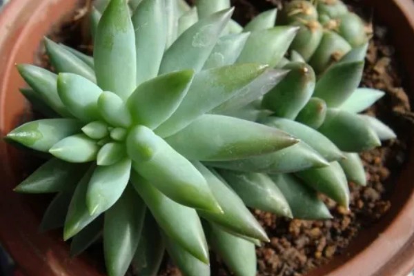 翡翠景天多肉如何繁殖,可扦插也可以枝插繁殖