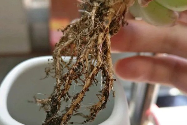 翡翠景天多肉如何繁殖,可扦插也可以枝插繁殖