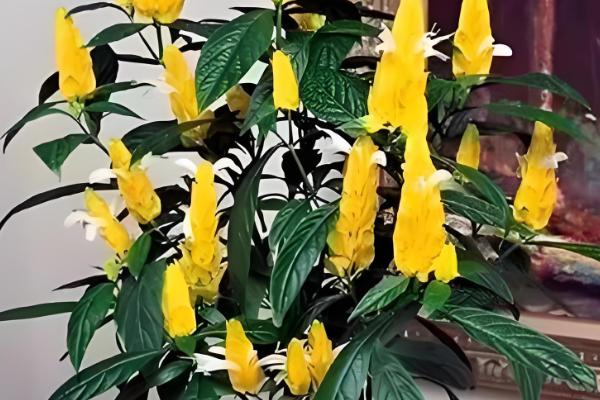 黄金塔花的养殖方法,平时让土壤保持湿润