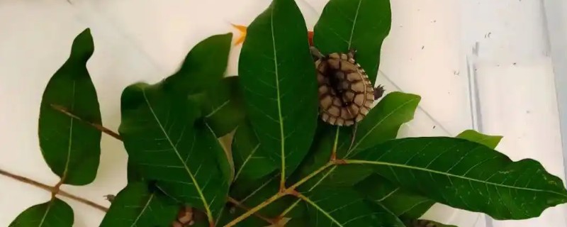 龙眼叶养龟有没有用，可以给龟提供遮蔽