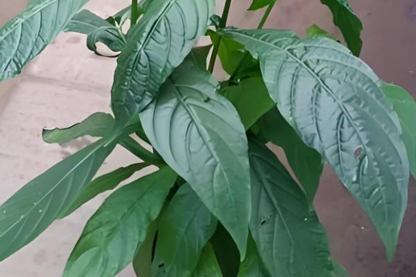 黄金塔花的养殖方法,平时让土壤保持湿润