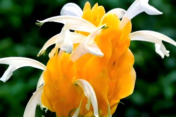 黄金塔花的养殖方法,平时让土壤保持湿润