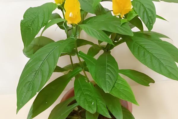 黄金塔花的养殖方法,平时让土壤保持湿润