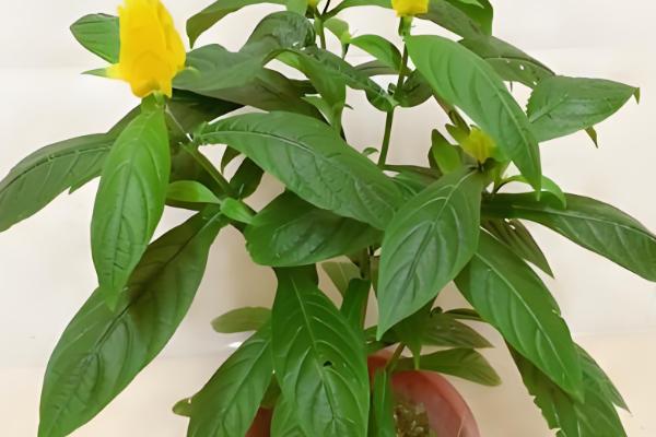 黄金塔花的养殖方法,平时让土壤保持湿润