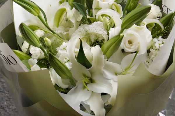 哪些花卉具有纯洁的花语，常见白百合、白玫瑰等品种