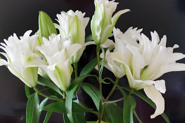 哪些花卉具有纯洁的花语，常见白百合、白玫瑰等品种