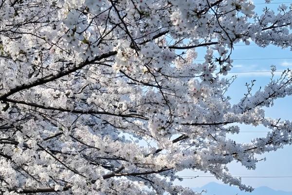 哪些花卉具有纯洁的花语，常见白百合、白玫瑰等品种