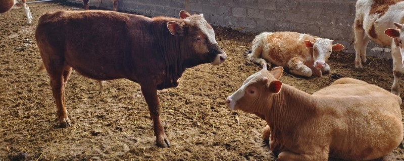 牛的生长周期是多久，通常是十二个月