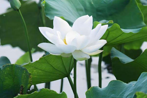 哪些花卉具有纯洁的花语，常见白百合、白玫瑰等品种