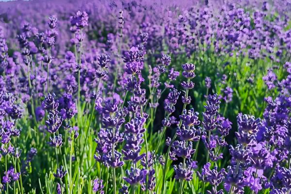 哪些花卉具有纯洁的花语，常见白百合、白玫瑰等品种