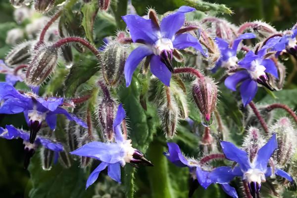哪些花卉具有纯洁的花语，常见白百合、白玫瑰等品种
